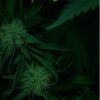 The Cannabis Grow Bible: Growing Marijuana For Beginners How to Grow Marijuana Indoor & Outdoor, The Definitive Guide - Step by Step, Cannabis Strains - Image 2