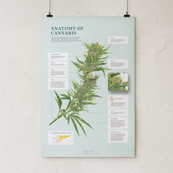 Goldleaf Anatomy of Cannabis Print, Infographic Marijuana Plant Poster, Weed Illustration Wall Art, Educational Dispensary Decor, Unframed (24x36) - Image 2