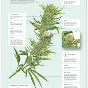 Goldleaf Anatomy of Cannabis Print, Infographic Marijuana Plant Poster, Weed Illustration Wall Art, Educational Dispensary Decor, Unframed (24x36)