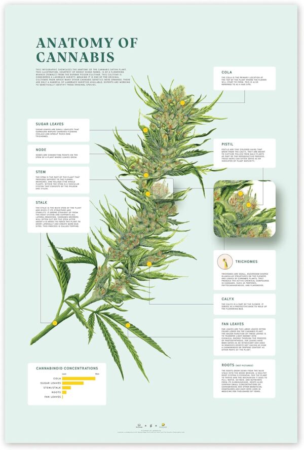Goldleaf Anatomy of Cannabis Print, Infographic Marijuana Plant Poster, Weed Illustration Wall Art, Educational Dispensary Decor, Unframed (24x36)