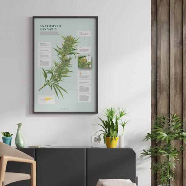 Goldleaf Anatomy of Cannabis Print, Infographic Marijuana Plant Poster, Weed Illustration Wall Art, Educational Dispensary Decor, Unframed (24x36) - Image 4