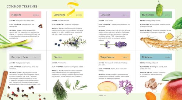 Weed: A Connoisseur’s Guide to Cannabis - Image 7
