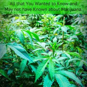 Cannabis: All that You Wanted to Know and May not have Known about Marijuana.