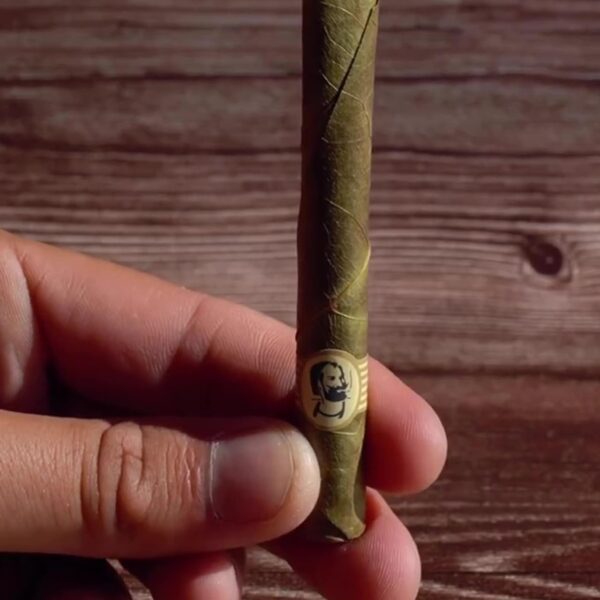 Zig-Zag Mini Palm Rolls (5 Pack) - Blueberry Flavor - Natural Pre Wrap Palm Leafs Pre Rolled Cones - Palm Cones - Image 3
