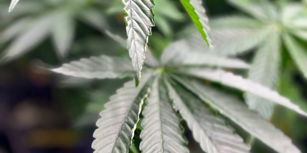 Mississippi Medical Cannabis Industry Poised for Continued Growth in 2025