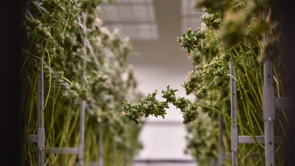 Choctaw Native Americans Explore Opportunities in Mississippi’s Legal Cannabis Market