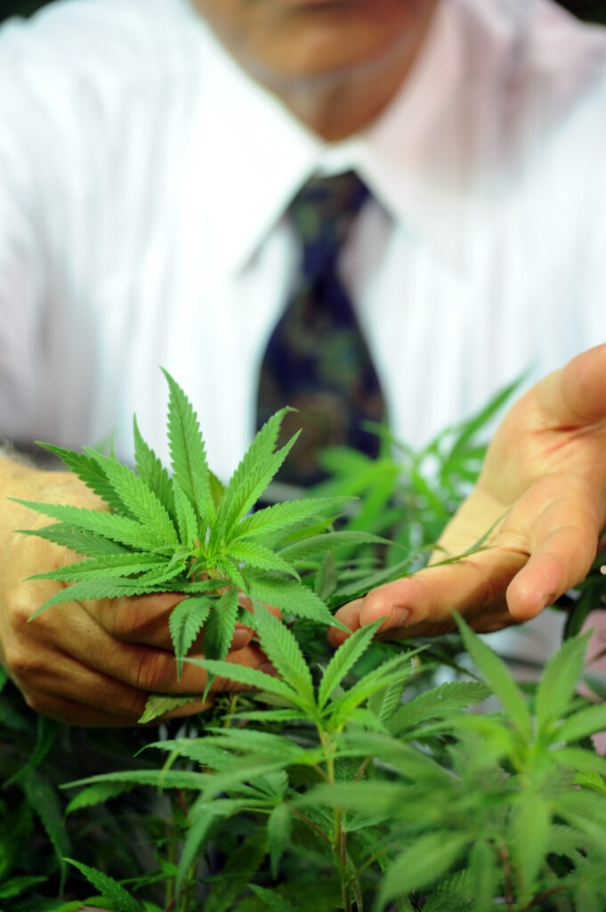 UM Cannabis Contract Termination Raises Questions About Future Partnerships in Mississippi