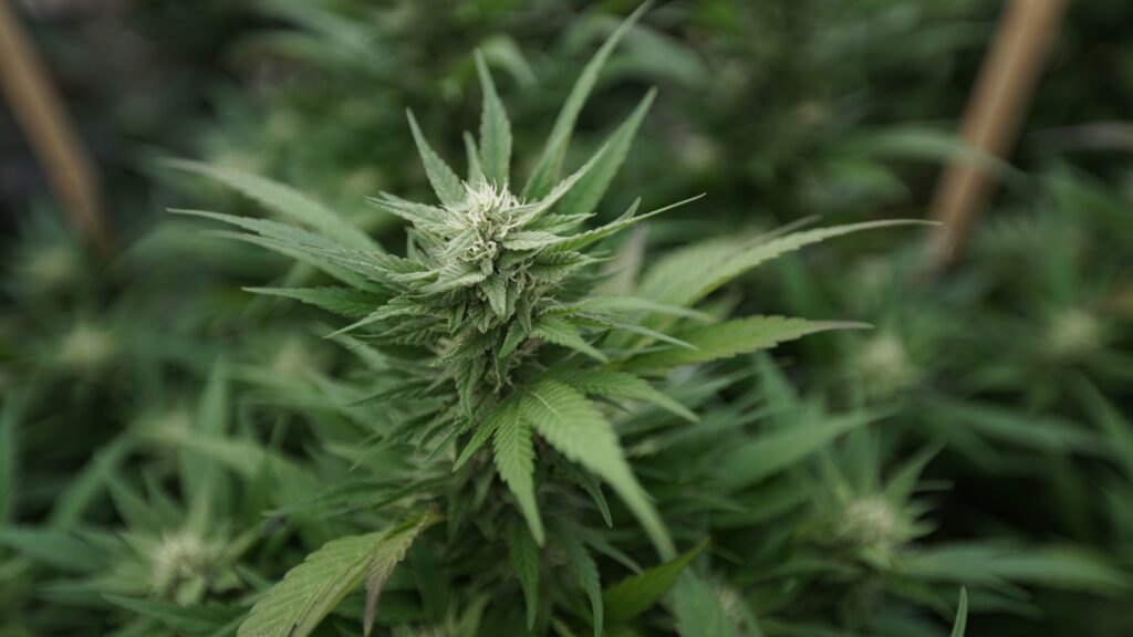 Federal Agency Ends 50-Year Marijuana Production Partnership with University of Mississippi