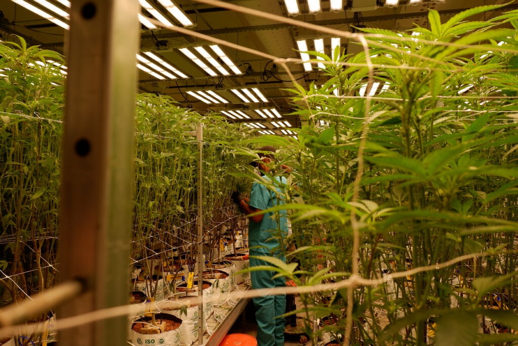 Mississippi Cannabis Facilities Adapt to Market Changes and Regulations Nearly a Year After Legalization