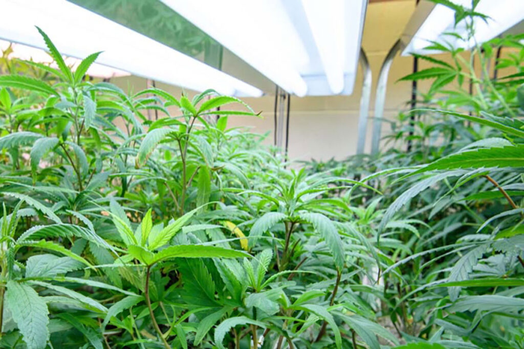 University of Mississippi Launches Graduate Degree Program in Medical Marijuana to Advance Research and Education