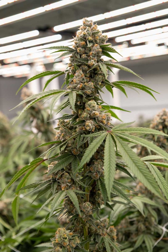 Southern Crop Launches New Industry, Fueling Economic Growth in Meridian