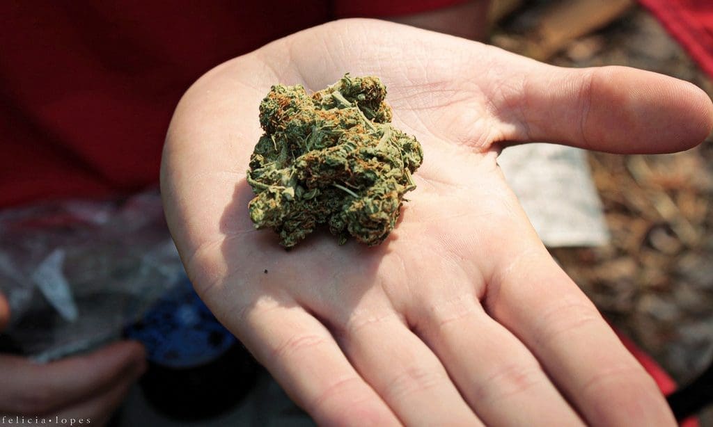 Mississippi Lawmakers Prepare to Override Governor’s Potential Veto of Medical Marijuana Bill, Says GOP Senator