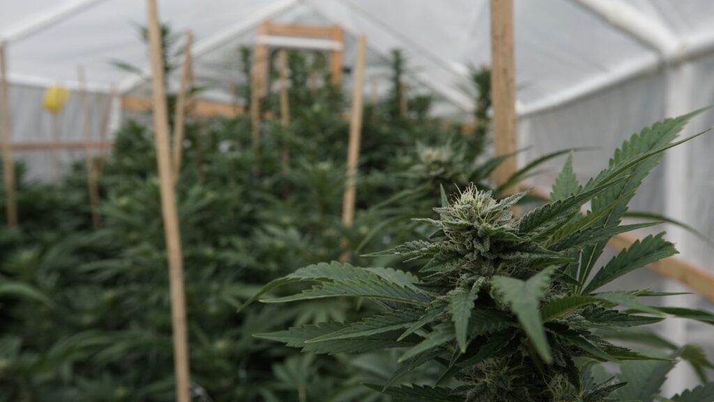 Trump’s DEA Pick Confirmed as Cannabis Rescheduling Decision Looms