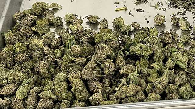 Medical Marijuana Program Thrives Yet Patients Struggle to Access Essential Care