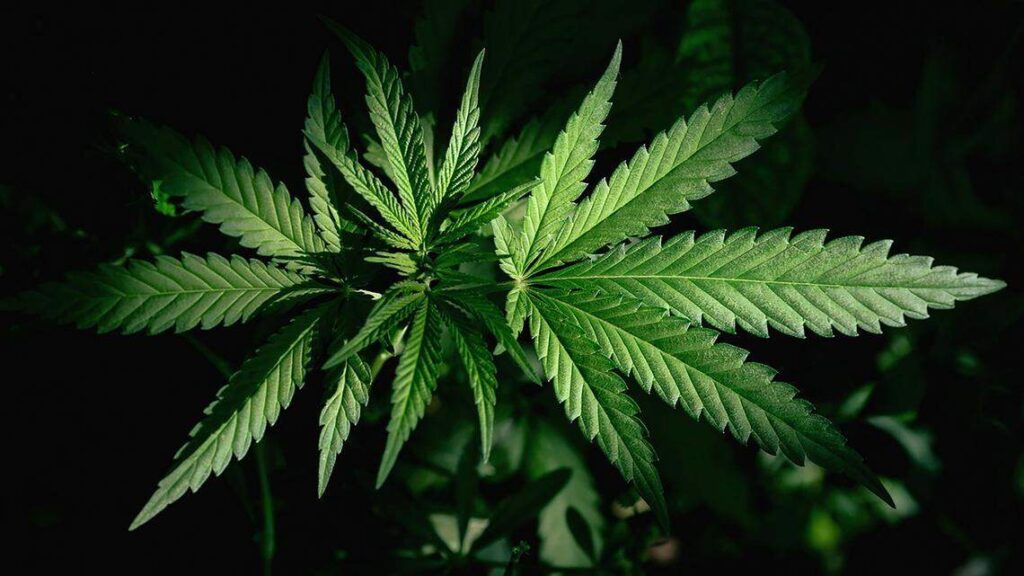 Mississippi Cities and Counties Vote on Medical Marijuana Legalization Decisions