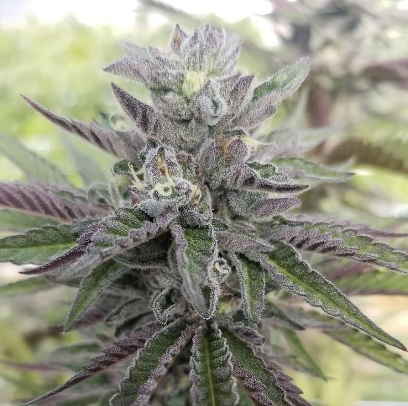 Medical Marijuana Legalization in Mississippi Attracts Former Residents Back Home