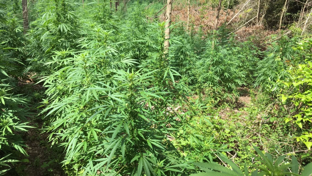 Authorities Uncover Massive Marijuana Farm with Over 20,000 Plants in Mississippi