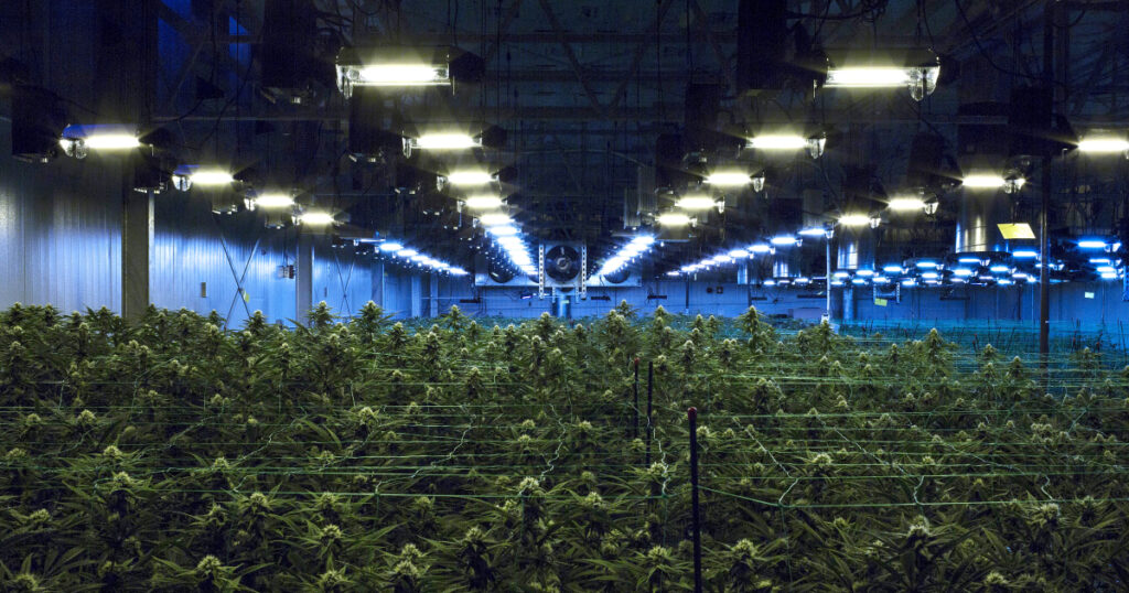 Psychedelics and Cannabis Make Major Gains in Nationwide Election Results