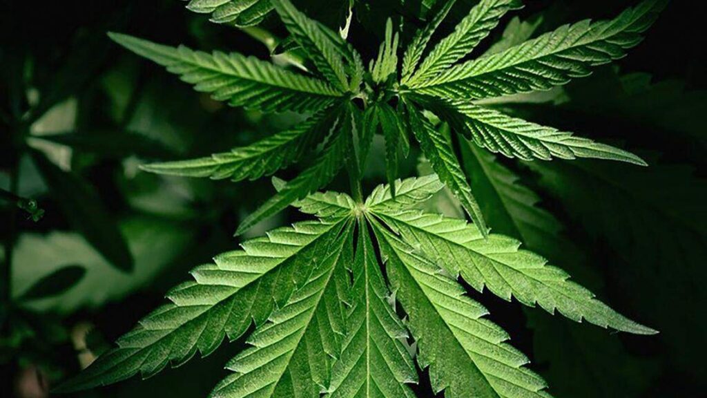 How to Apply for a Medical Marijuana ID Card in Mississippi: A Step-by-Step Guide