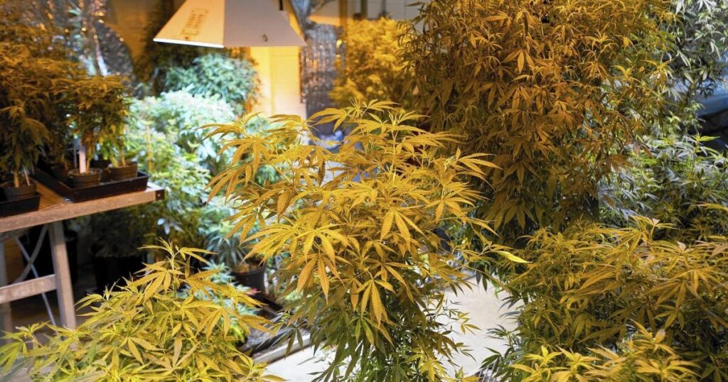 Mississippi Becomes Home to Federal Government’s Official Marijuana Stash