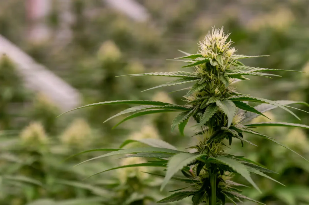 Congress Reviews Cannabis Rescheduling: Key Testimonies Shape Future Legislation